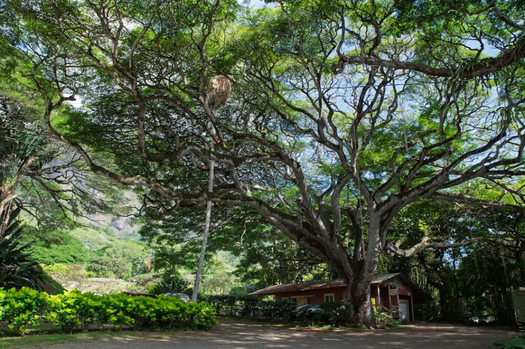 Beautiful, sunlit historic southern home with classic architecture, situated on a quiet, tree-lined street, representing t...